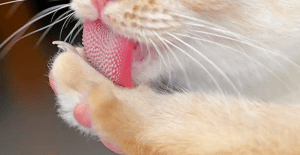 Does a Cat’s Saliva Have Healing Properties?