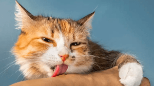 Is It Safe to Let a Cat Lick You?