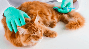 Preventive Measures and Hygiene Tips