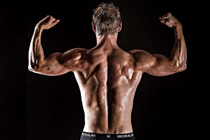 Read more about the article Muscle Building for Body Fitness