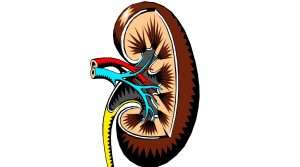 Read more about the article Keep these eight things in mind to avoid kidney disease or problems.