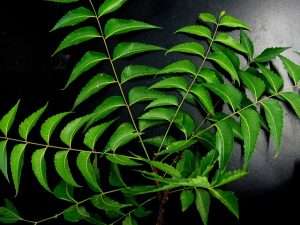 neem leaves to lid Sweating