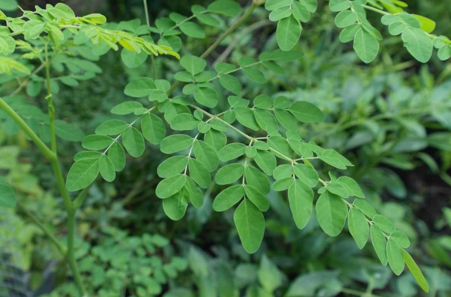 You are currently viewing Health Benefits of Moringa Leaf