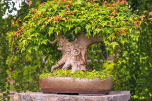 Read more about the article Details on “How to Create Bonsai?”