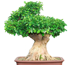 Read more about the article Details on “Creating Ficus Retusa Bonsai”.