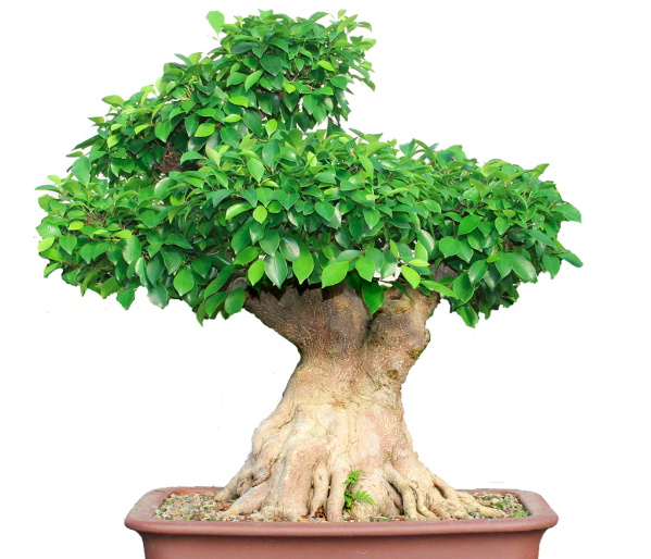 You are currently viewing Details on “Creating Ficus Retusa Bonsai”.