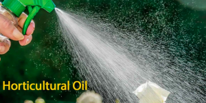 Horticultural Oil