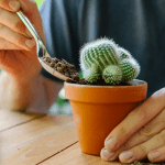 Details on “Taking Care of Cactus (Cacti)”.