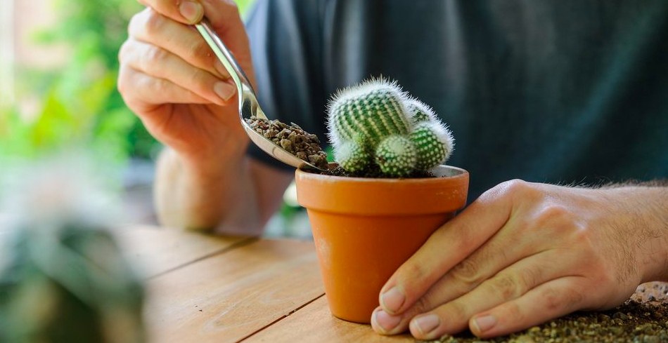 You are currently viewing Details on “Taking Care of Cactus (Cacti)”.