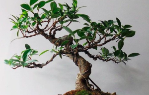 ficusr etusa bonsai wiring