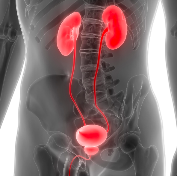 You are currently viewing The most effective method to understand kidney issues from pee and Dealing with kidney