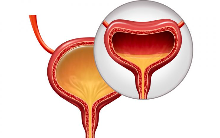 Read more about the article What happens to the body if urination is retained for a long time?